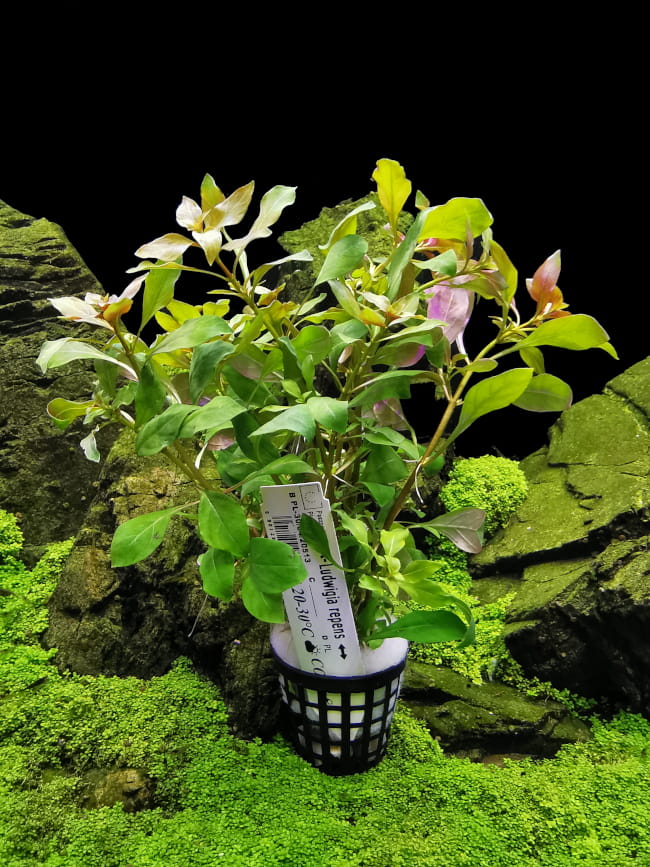 Ludwigia Repens Koszyk XXL